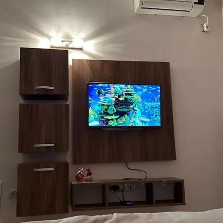 Vip Dolphin 阳光海滩
